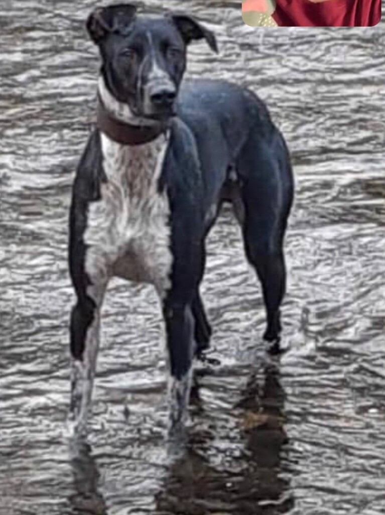 bull lurcher for sale